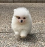 2 Pomeranian puppies available..