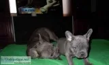 french bulldog puppies for good home