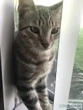 FREE KITTENS