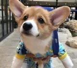 Male Corgi puppies 3 months oLd Playful healthy..Name Rick