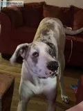 14 month old great dane female