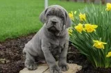 Cane Corso Mastiff. Males and female 10 wk old.