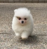 Female Pomeranian Puppy for Sale