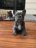 Kc Reg French Bulldog Pups