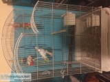 Parakeets with Cage and Accessories
