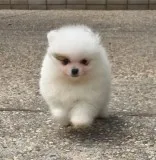 Pomeranian Puppies for Re-homing