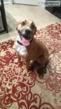 Adorable 2yr LabShepherd Mix DogPuppy