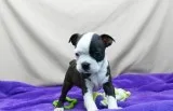 Purebred Boston Terrier puppies available