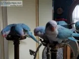 Violet Par-blue Quaker Birds