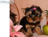 Yorkie Puppies for sale
