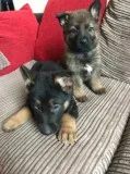 Quality German Shepherd Puppies text 832 510 0096
