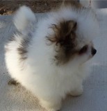 Home Raised Pomeranian Puppy