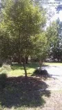 SOUTHERN CAROLINA MOBILE HOME LOT FOR RENT