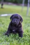 Pit BullRottweiler puppies