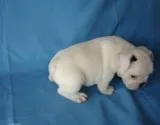 White and black patch French Bulldog pups