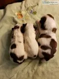 Shih Tzu Puppies