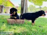 Rottweiler Purebreed 1300