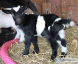 Whether Sale-Mini Goats and Sheep