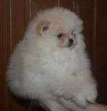 Charming Pomeranian puppies