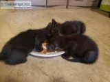 Kitten black