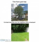 Tree trim needed