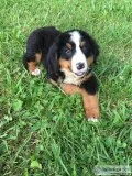 APRI Reg. Bernese Mountain Dog Puppies