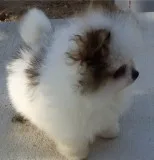 Beautiful Pomeranian Puppy