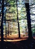 Buildable Acreage HampdenMonson Area