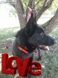 Akc Registered German Shepherd puppies for Sale