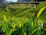 Tea Garden Sale in Profitable Price