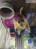 AKC MALE GERMAN SHEPHERD