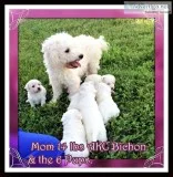 2 Girls and 4 Boys AKC Bichons