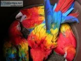WarwickRhode Island Based Scarlet Macaw parrots