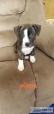 Blue Nose Pitbull Bully Puppies