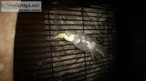 Cockatiel and cage