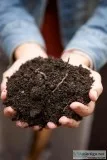 Looking for compost