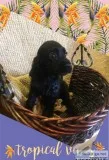 Cocker spaniel puppies 8 wks old