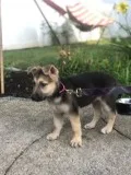 10 Week Old German Female Shepherd