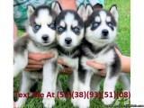 12 weeks old Siberian Husky Puppies (820 Main St  A Oregon City 