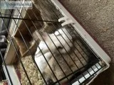 Female dwarf bunnies
