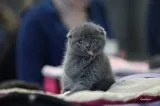 Quality Scottish Fold Kittens available