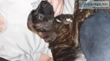 Boxador puppies