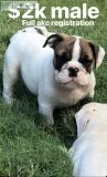 English bulldog puppies