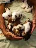 Shih Tzu Puppies