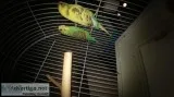 2 parakeets for sale