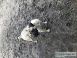 Boerboel Female