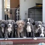 American pitbull terrier