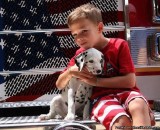 Dalmino Dalmatian puppies for sale