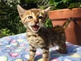 5 lovely Bengal Male kittens