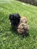 Poodle mix puppies
